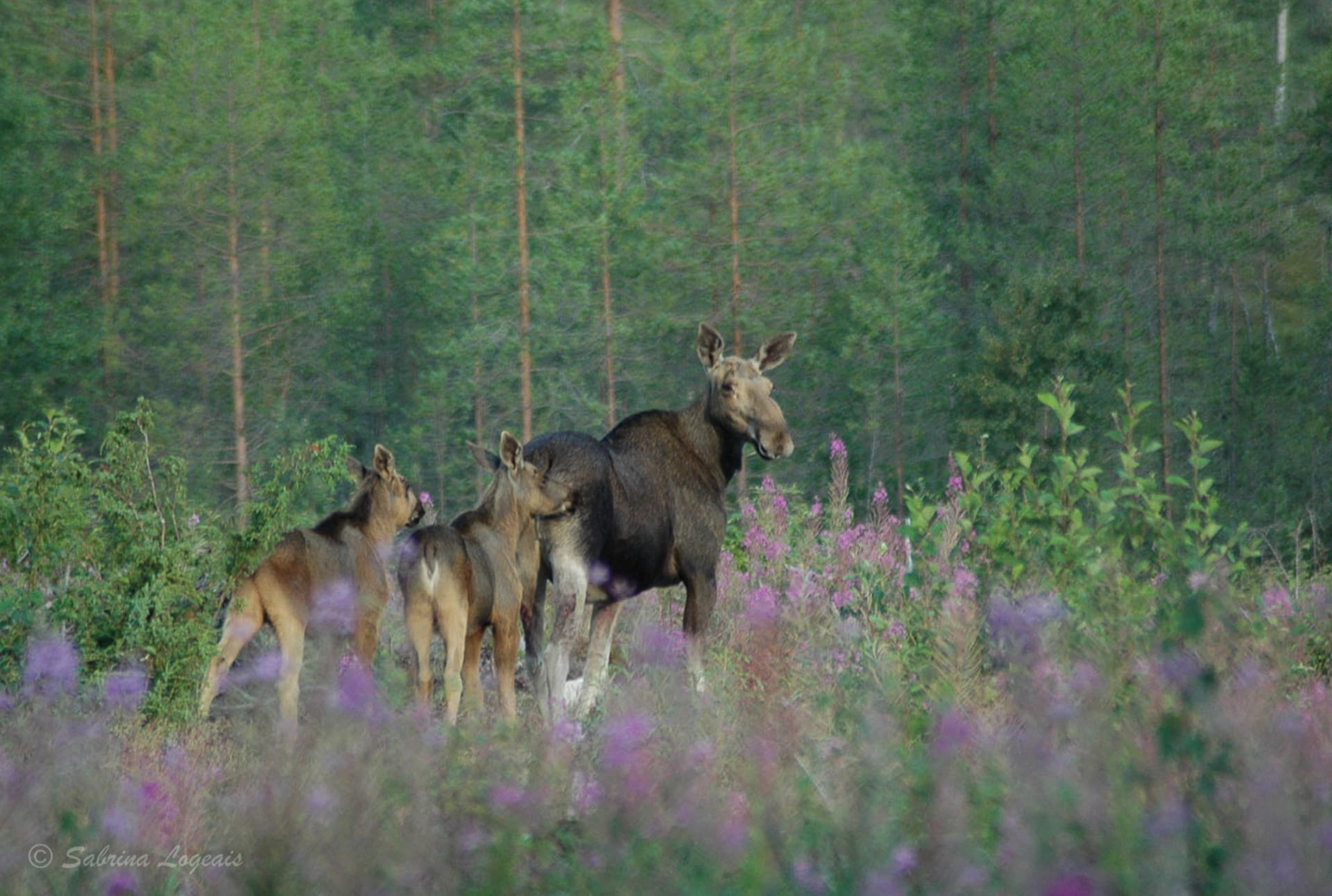 Moose Safari at Lentiira, Kuhmo Visit Finland